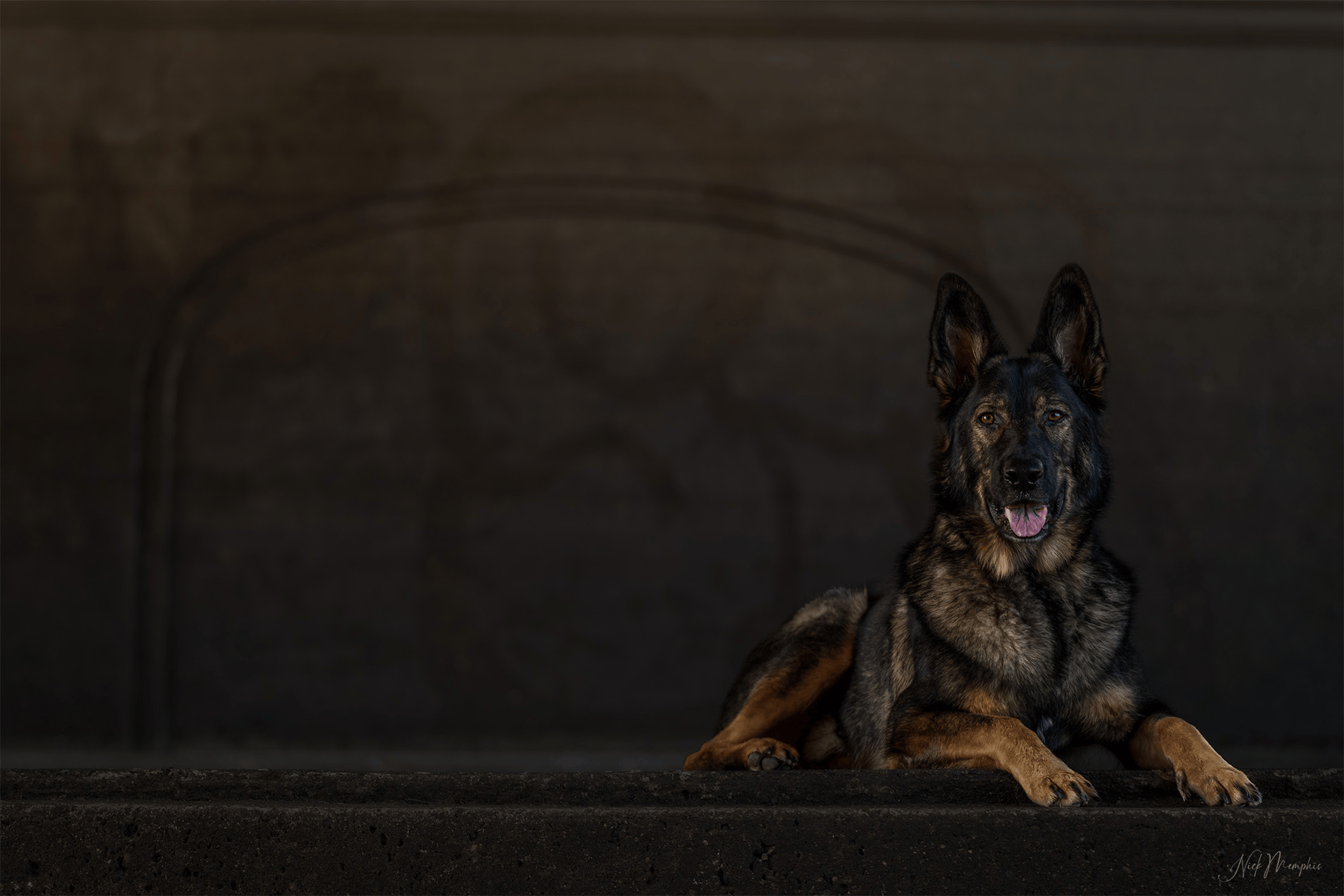 German Shepherd portrait by Twin Cities pet photographer Nick Memphis