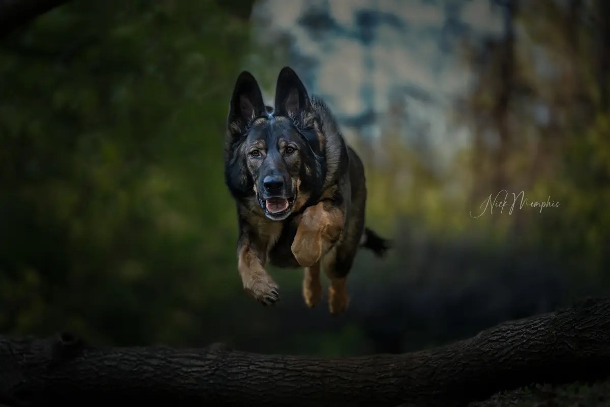 German Shepherd Twin Cities Pet Photographer