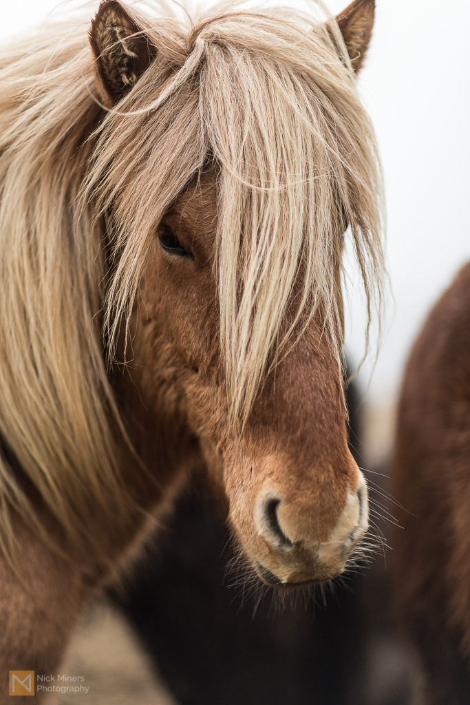 Obligatory Icelandic horse portrait