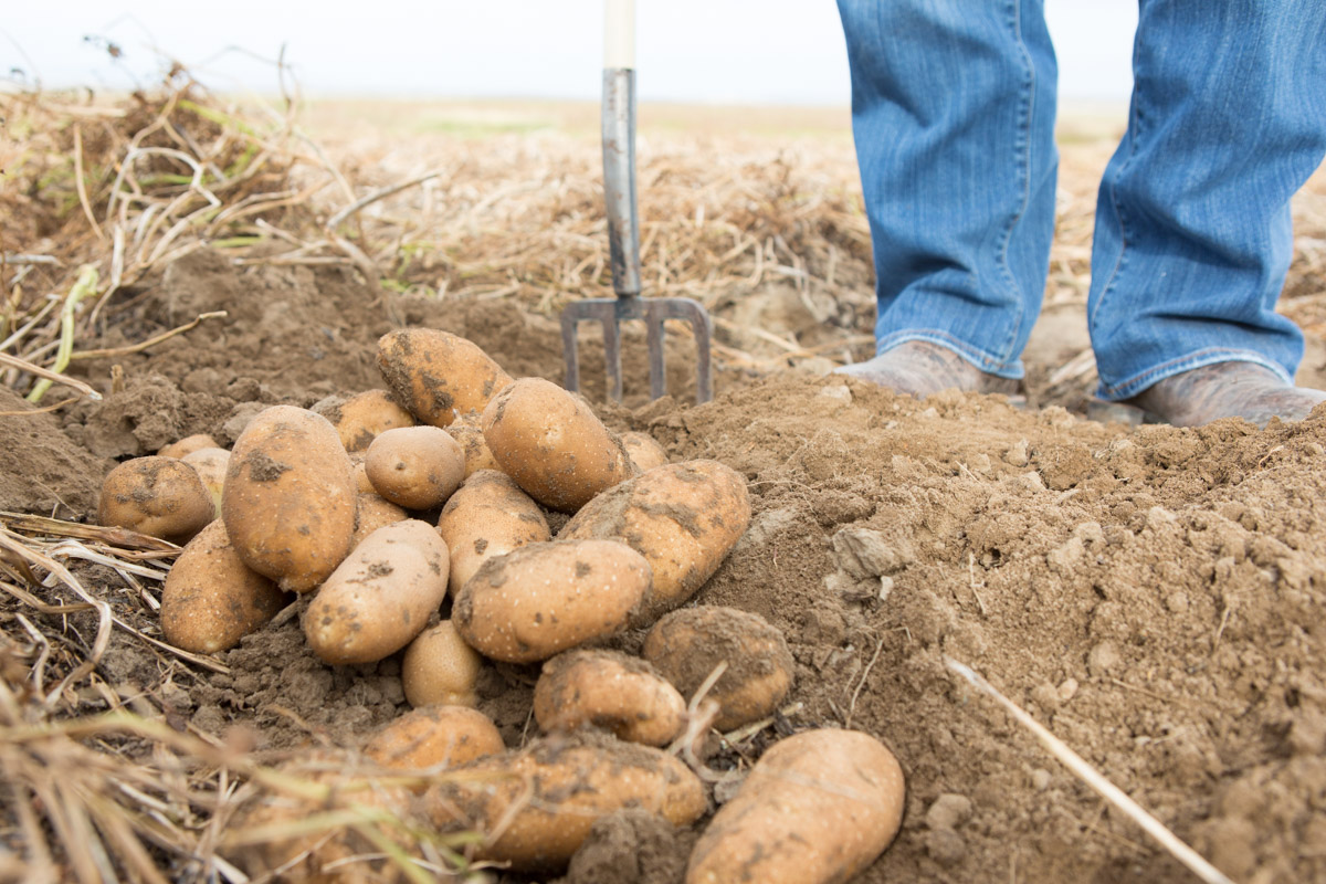 Freshly dug Idaho potatoes sitting in a a field of dirt with farmers legs behind by business photographer NIck Reid