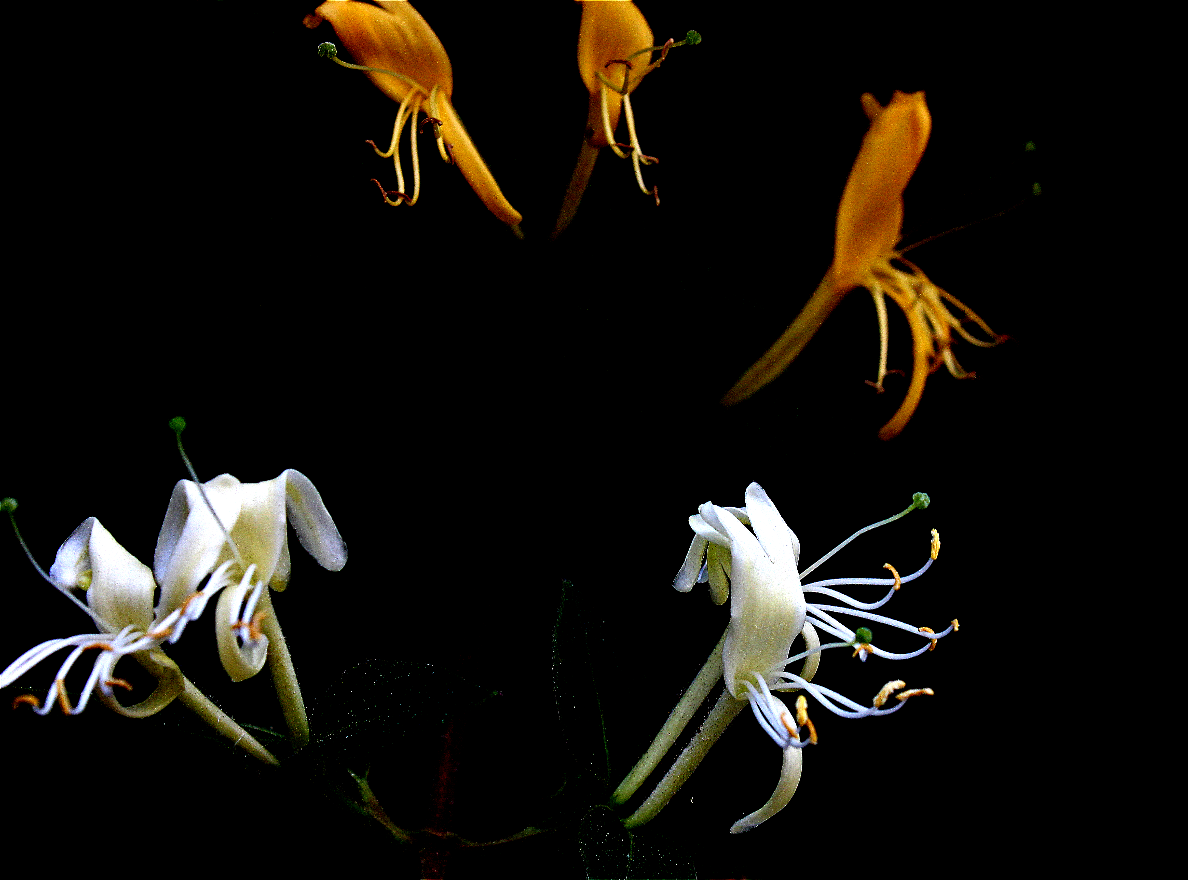 Flores amarillas y blancas de Lonicera sp.