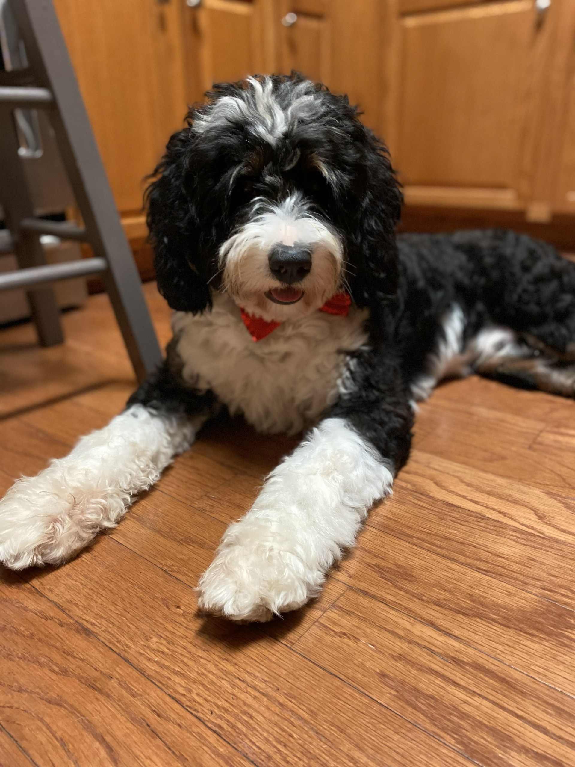 Baxter, a Niftee Pet Services client dog