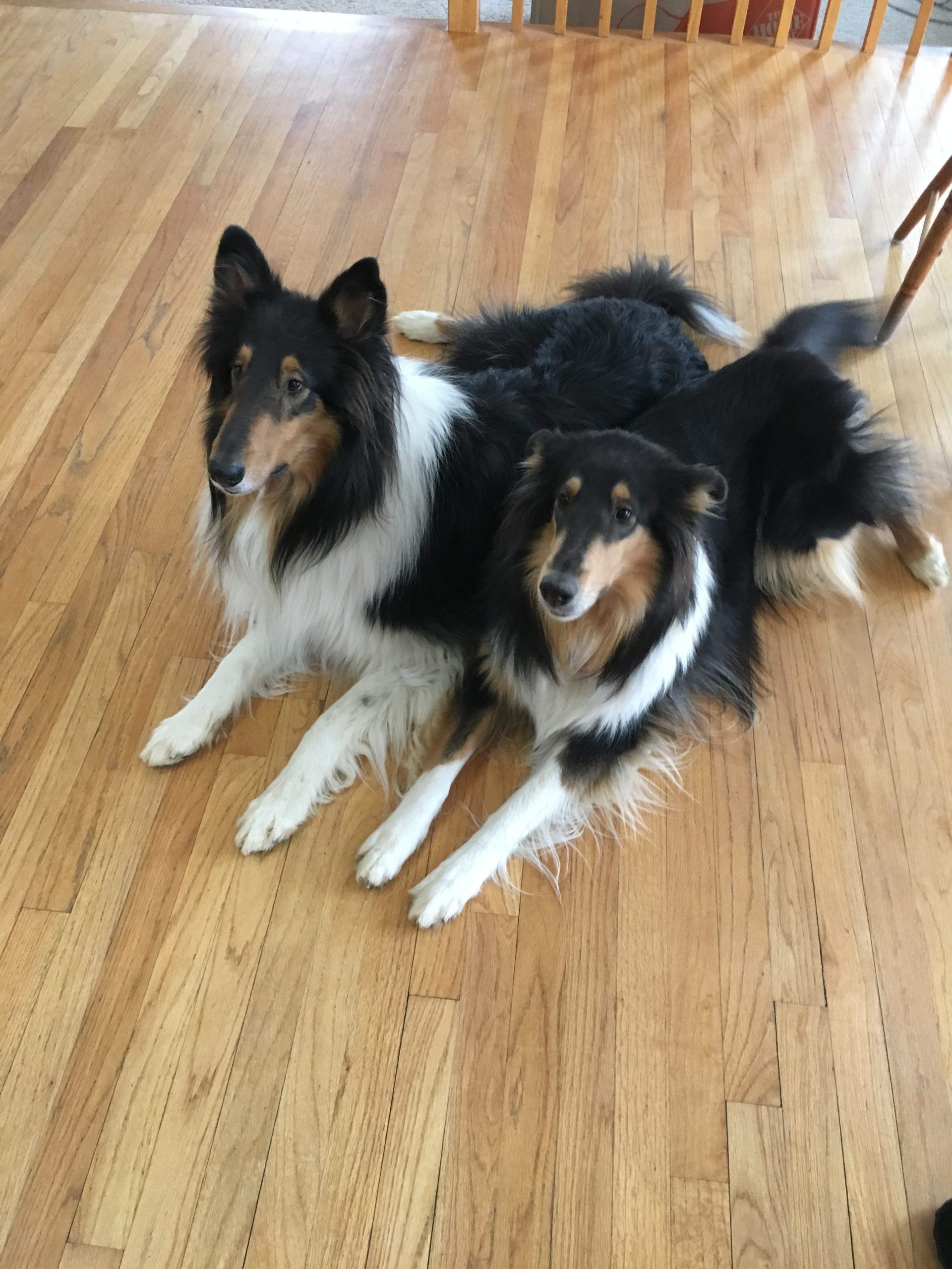 Ruby and Riley, Niftee Pet Services client dogs