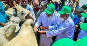 Kano Govt Earmarks N160m To Vaccinate 1.8m Livestock