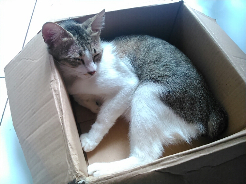 Download Gratis Gambar 5000 Gambar Kucing Lucu Imut Dan Paling Menggemaskan Sedunia Terkeren by Lampung Hits