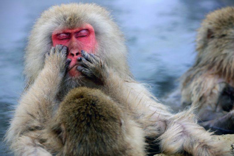 Jigokudani Yaen-Koen: Snow Monkey Paradise In Hell Valley