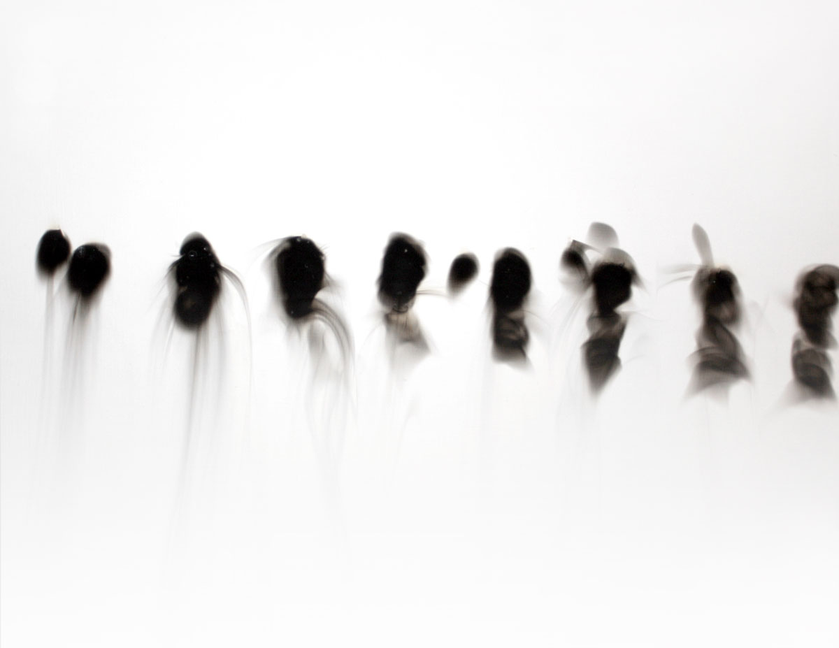 Singe, smoke on prepared board, 16 x 20 inches