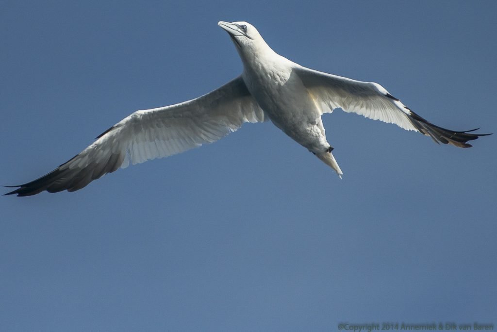 gannet