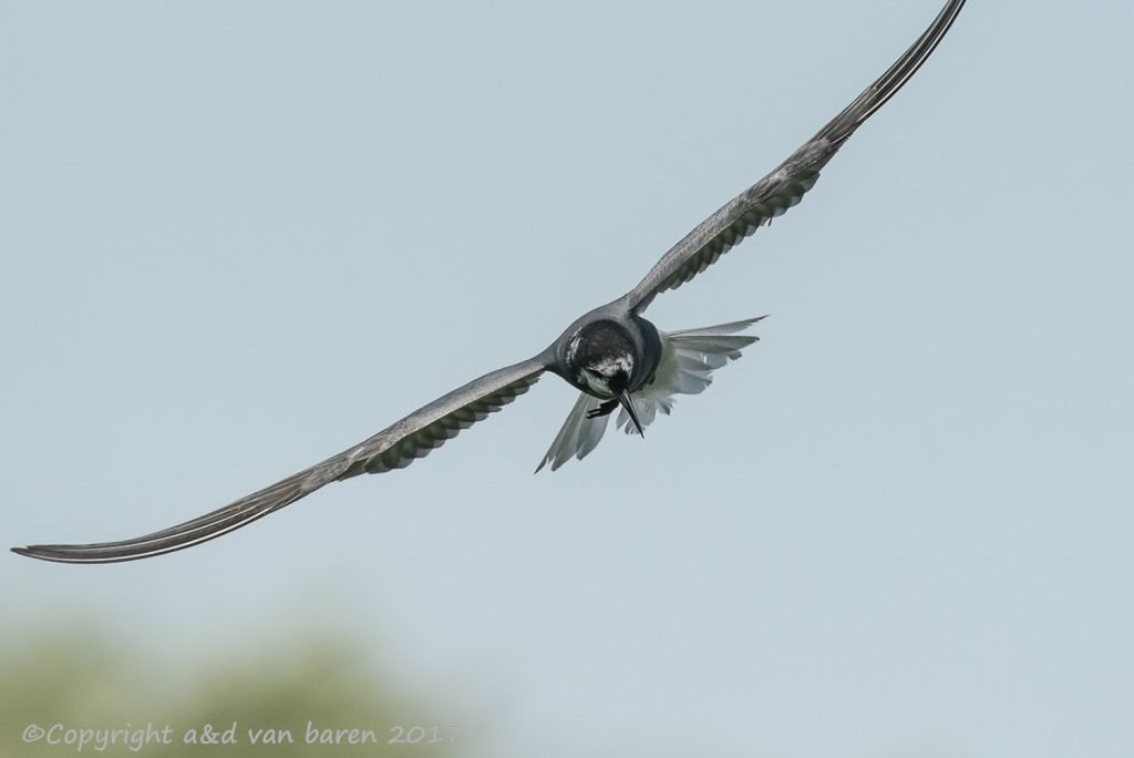 blacktern
