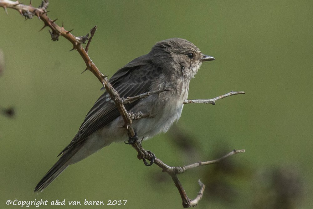 spotted flycatcher