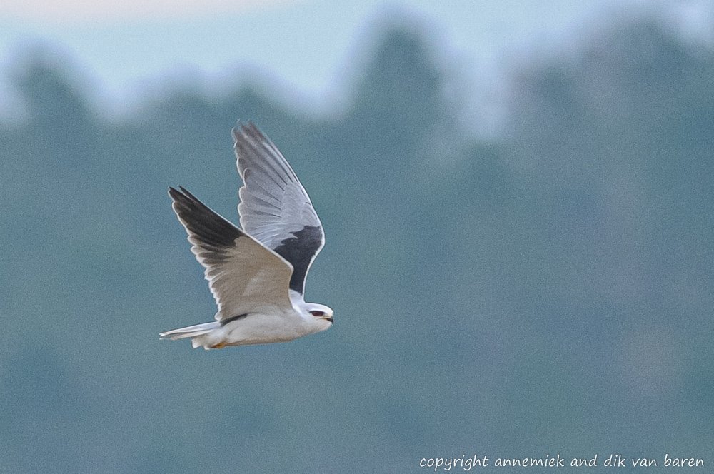 black-winged kite