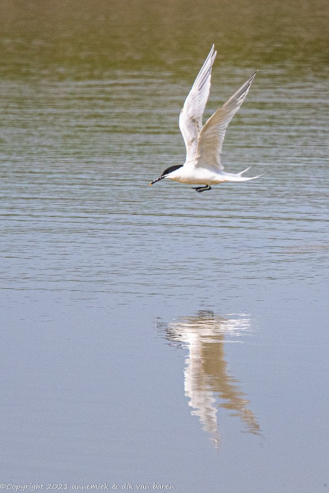 sandwich tern