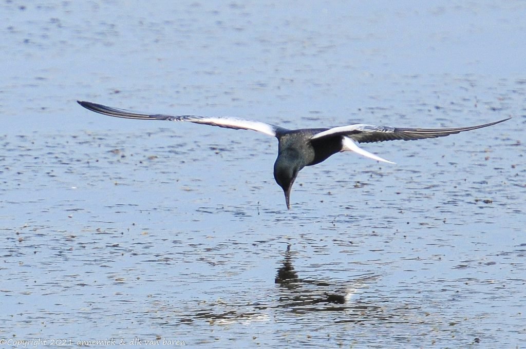 black tern