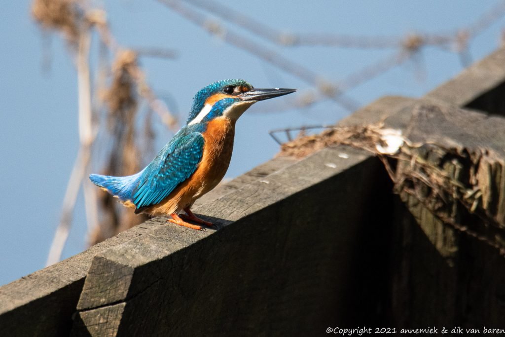 kingfisher