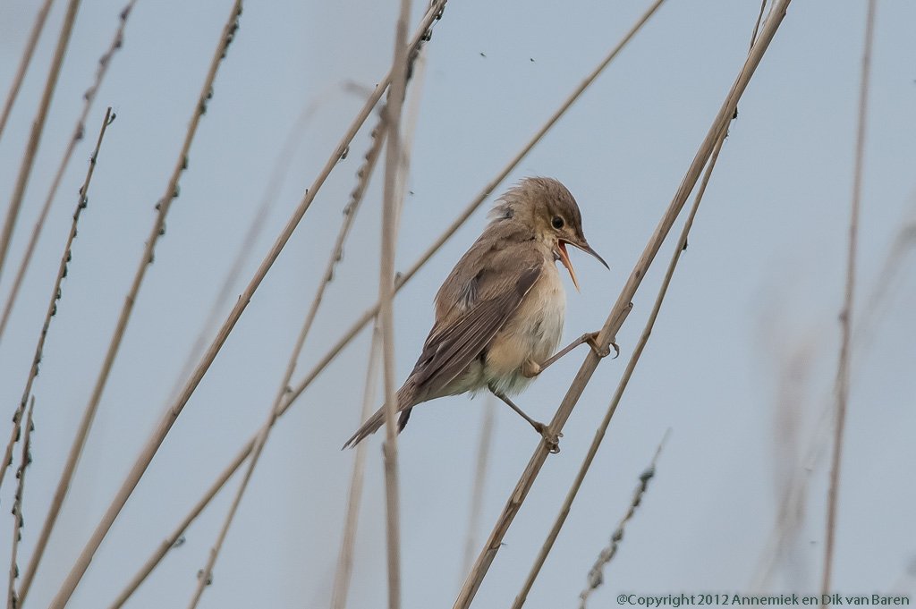 reed warbler