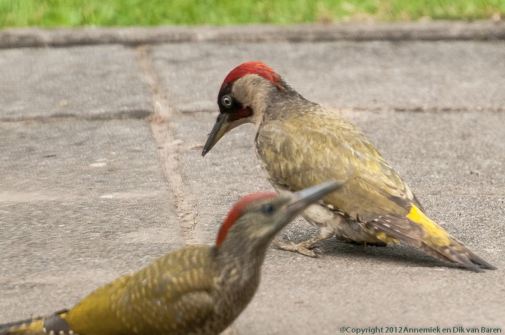 green woodpeckter and juvenile