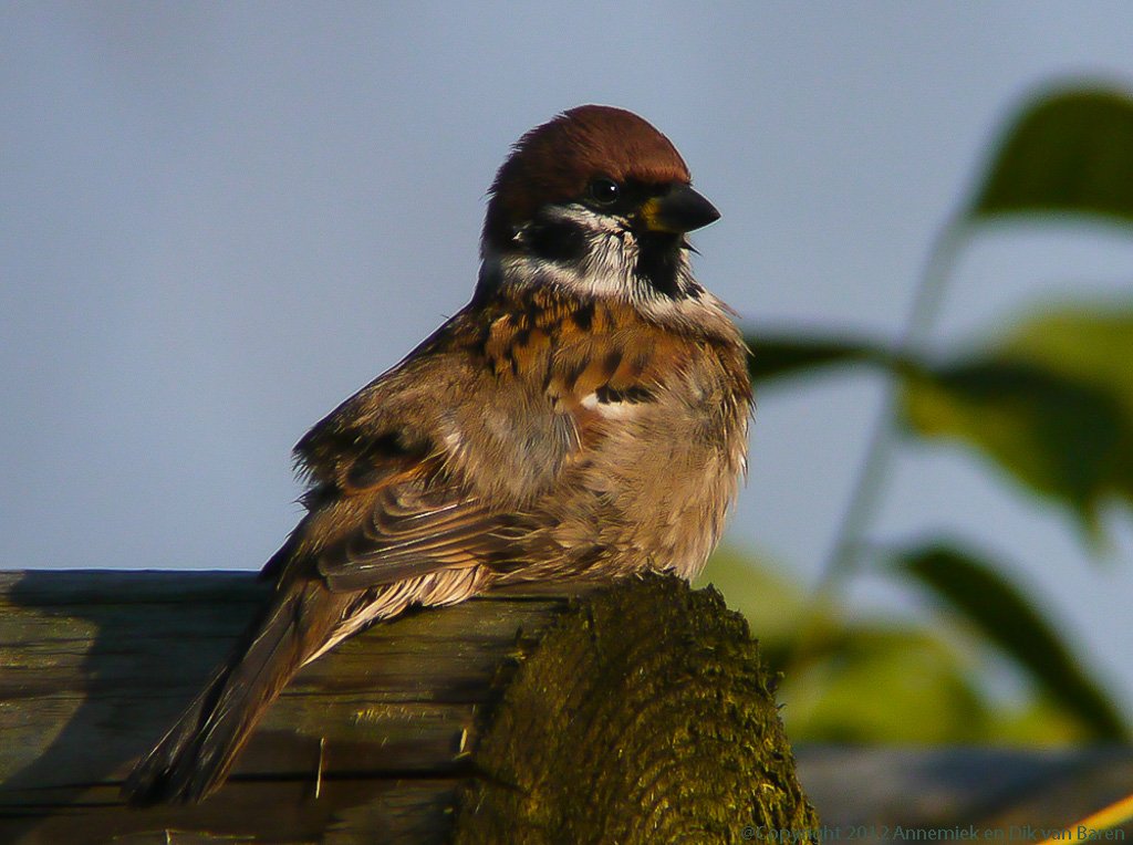 tree sparrow