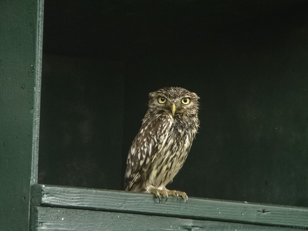 little owl