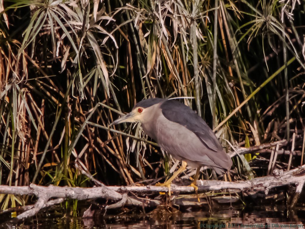 night heron