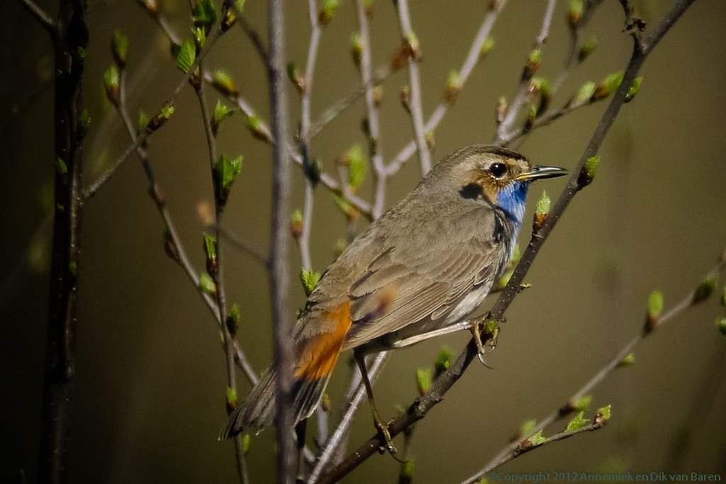 bluethroat
