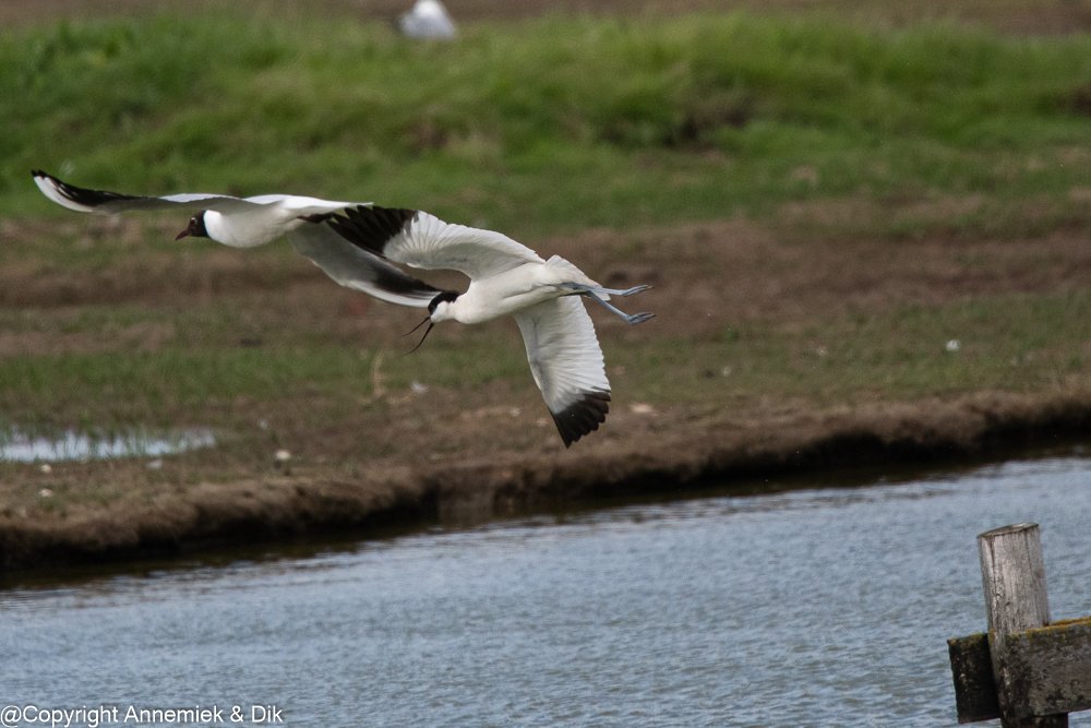 Avocet