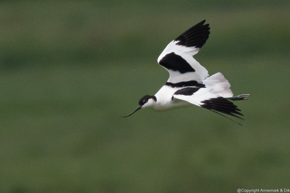Avocet