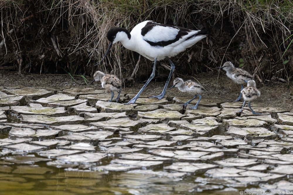 Avocet