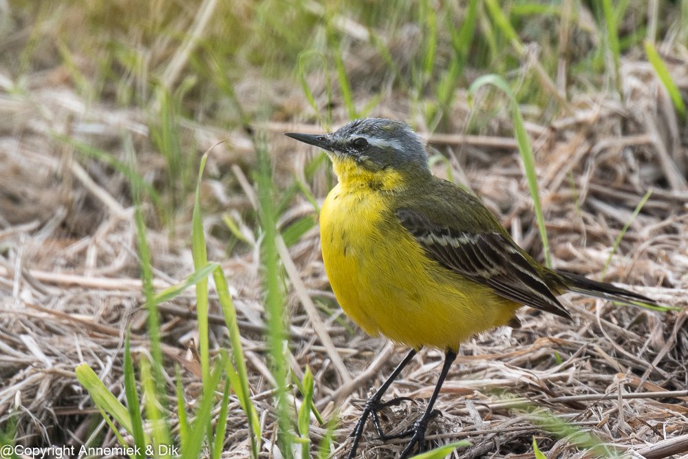 Blue-headed Wagtail