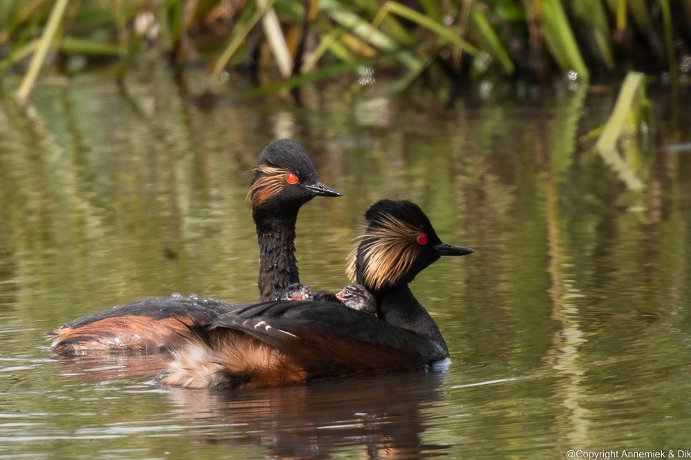 Black-necked Grebe