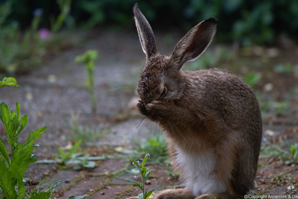 hare