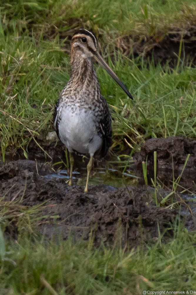 snipe