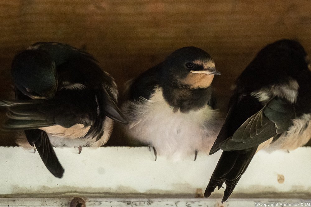 house martin
