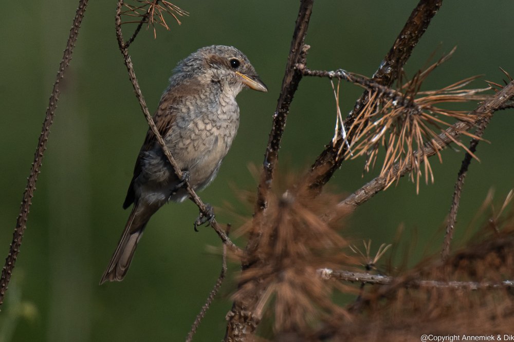 red-backed shrike