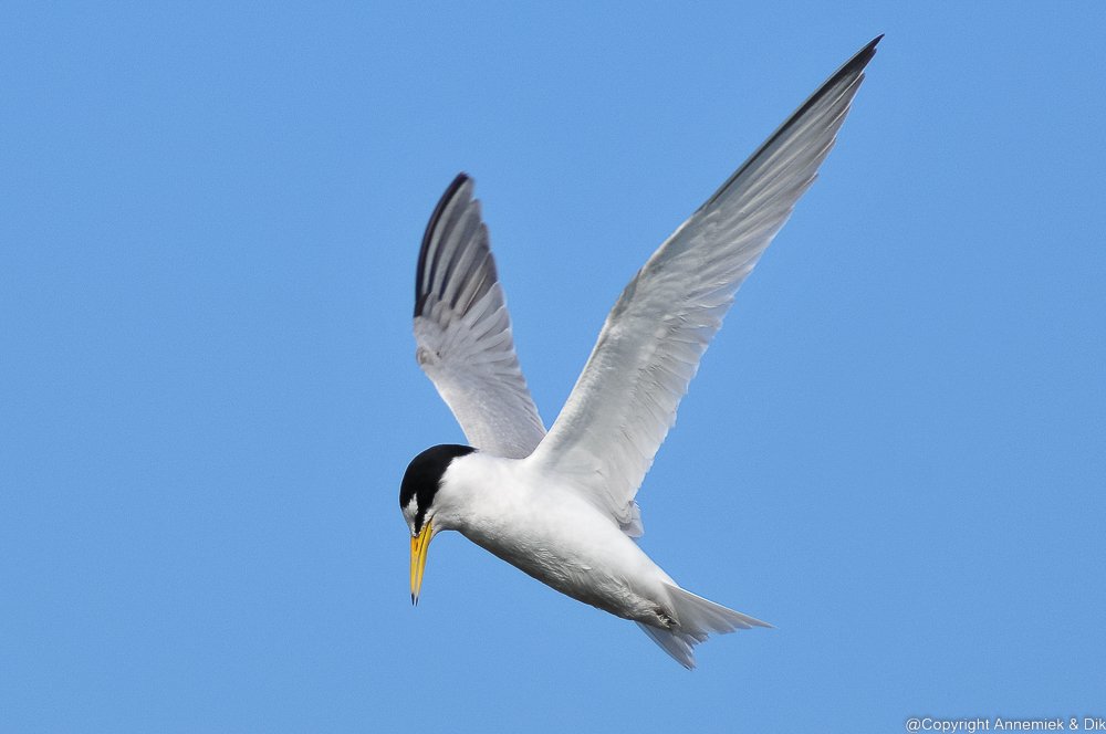 Little Tern