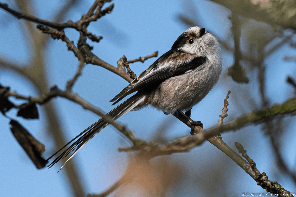 long-tailed tit