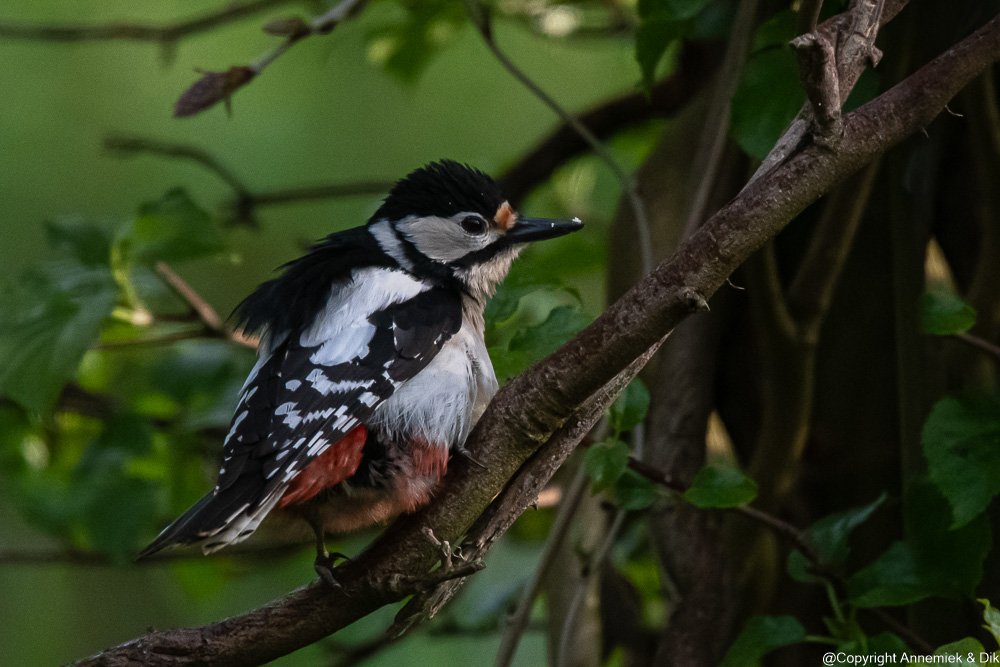 great spotted woodpecker