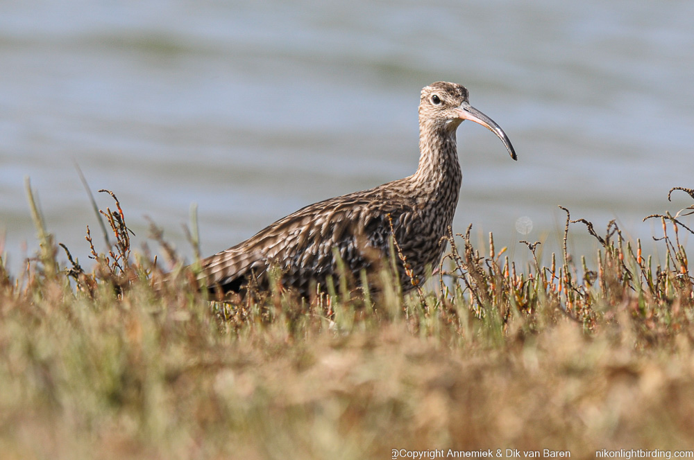 whimbrel