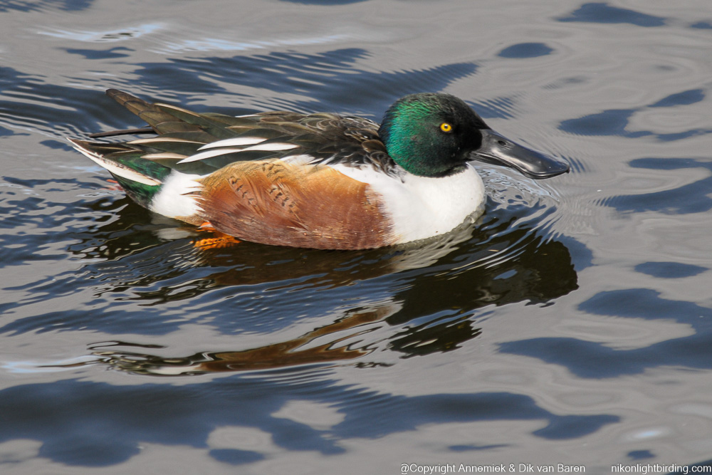 shoveler