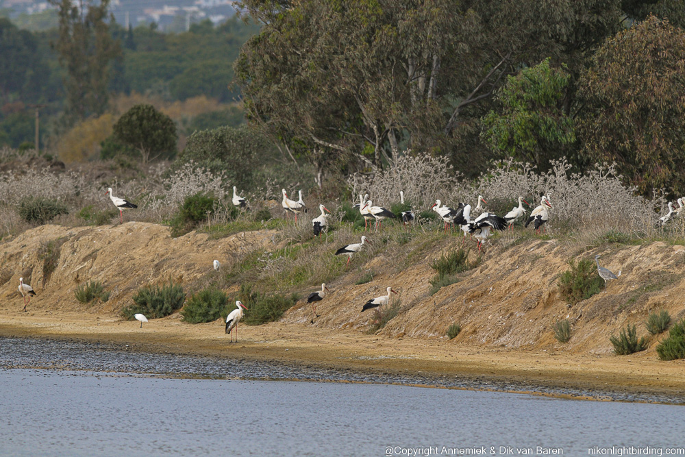 white storks