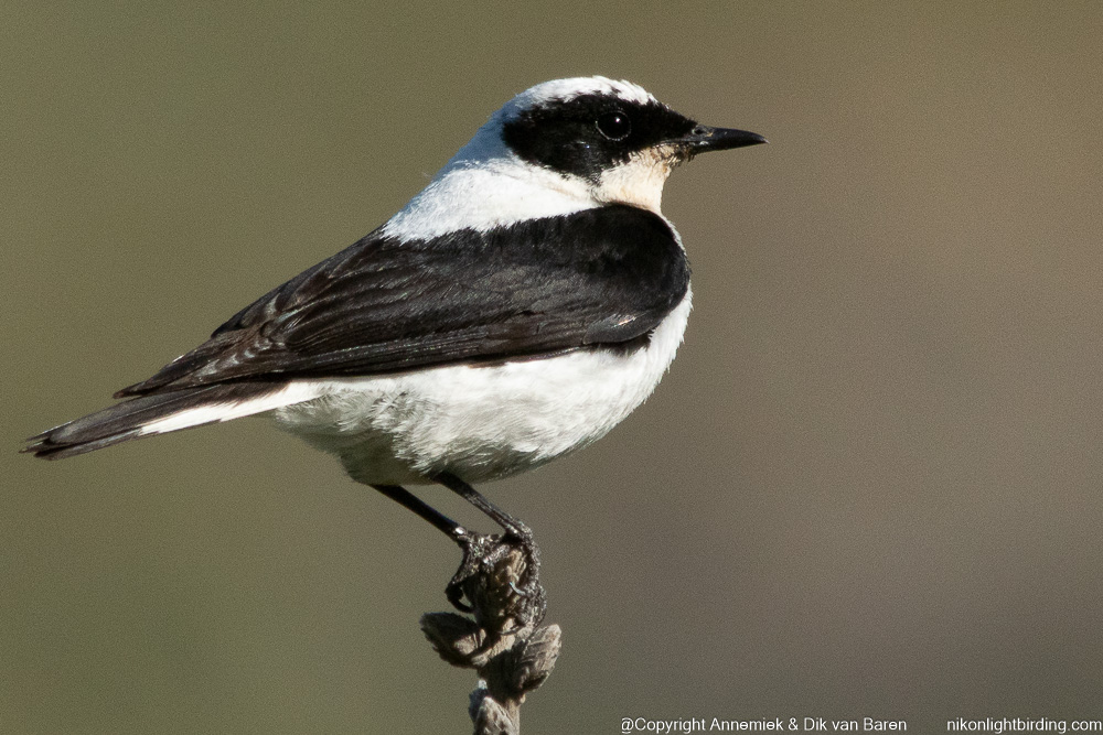 Eastern Blond Wheatear
