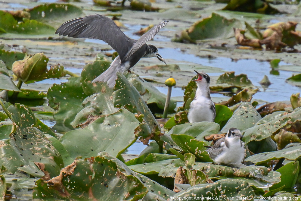 black tern