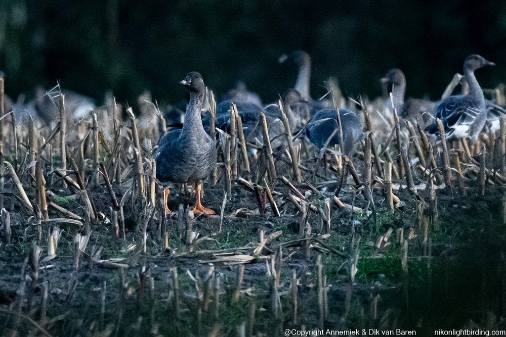 brentgoose