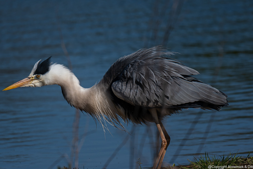 grey heron