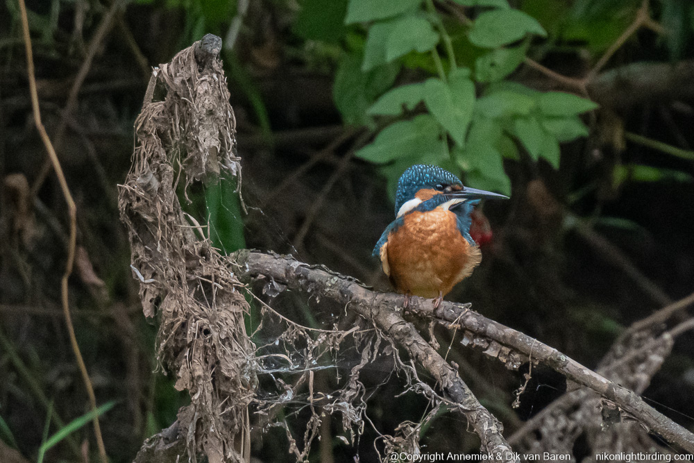 kingfisher