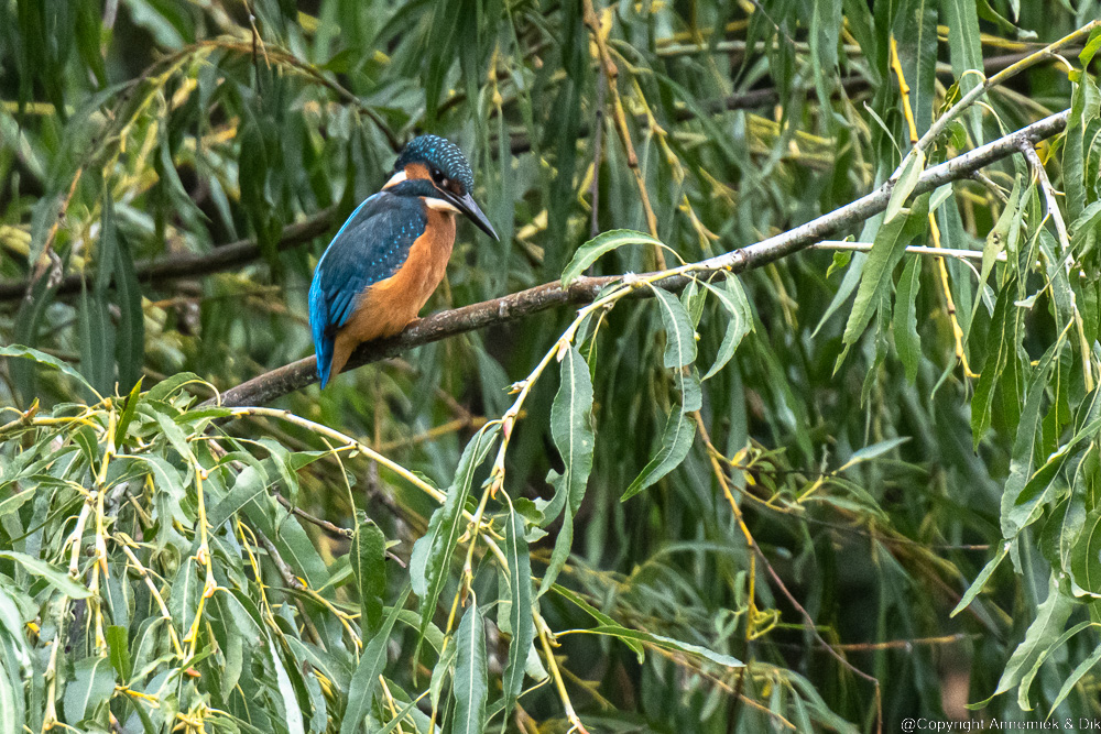 kingfisher
