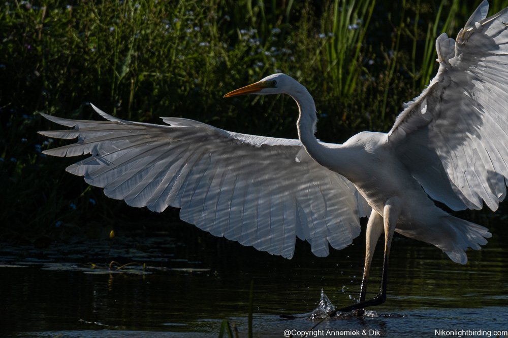 great White Heron