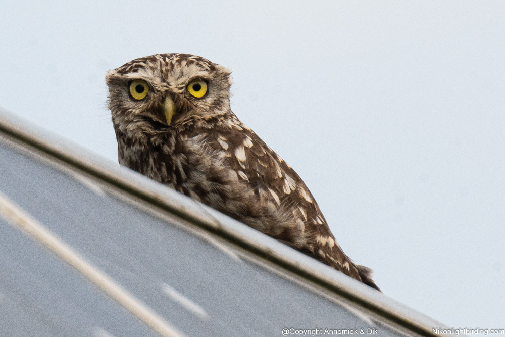 Little Owl