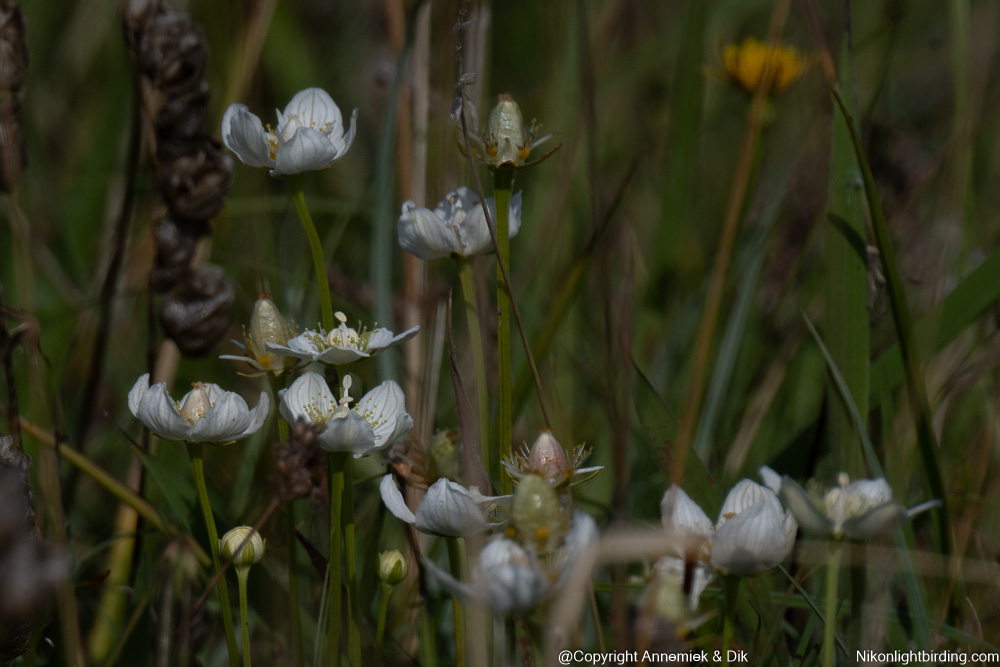 parnassia