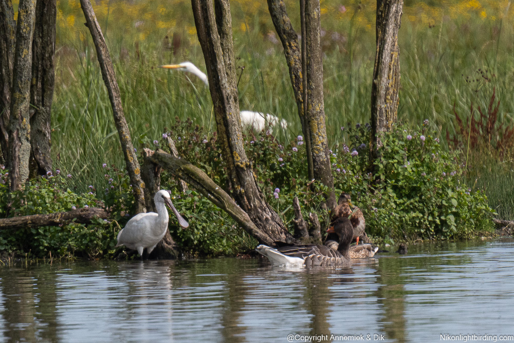 biodiversity