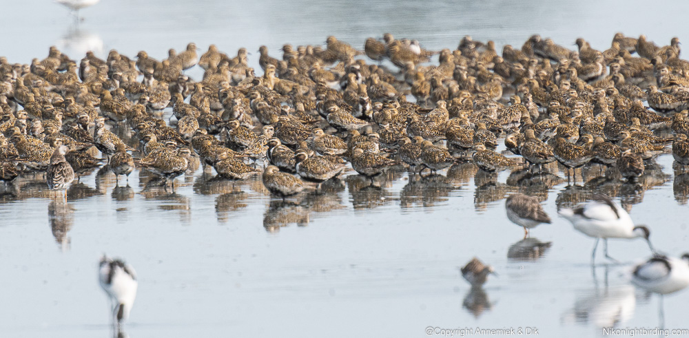 gplden plover